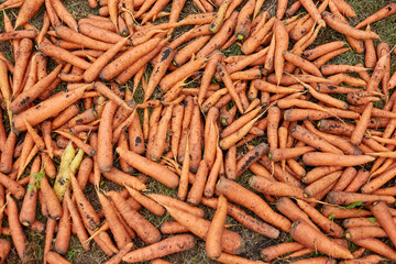 Harvesting carrots, ripe unprocessed carrots lying on the ground in the field