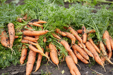 Harvesting carrots, ripe unprocessed carrots lying on the ground in a farmer's field