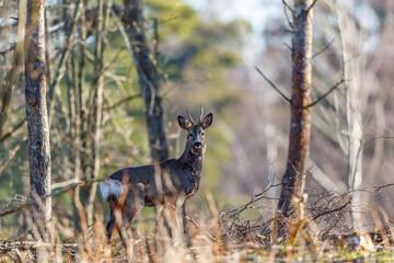 Roe deer buck standing and looking at the camera in the forest