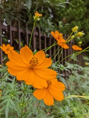 orange and flowers