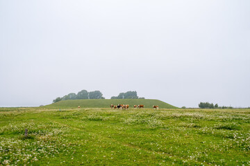 Obraz premium Blooming meadow with cattle by a hill