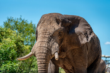 Angry wild bull elephant in Kruger National Park, South-Africa