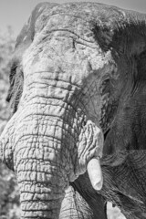 Angry wild bull elephant in Kruger National Park, South-Africa