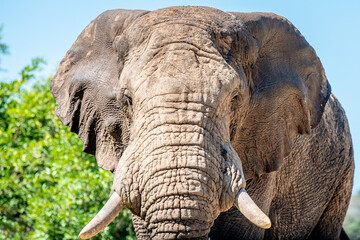 Angry wild bull elephant in Kruger National Park, South-Africa