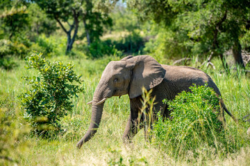 Angry wild bull elephant in Kruger National Park, South-Africa