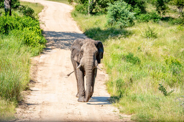 Angry wild bull elephant in Kruger National Park, South-Africa