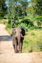 Angry wild bull elephant in Kruger National Park, South-Africa