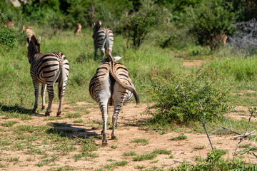 Zebra in savanna during sunset