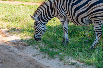 Zebra in savanna during sunset