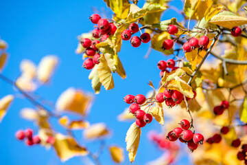 Red hawthorn berries among yellow autumn leaves