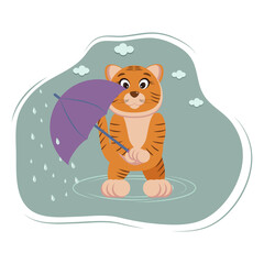 tiger with umbrella in autumn in the rain, wet and cold