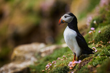 puffin birds on the Saltee Islands in Ireland, Fratercula arctica