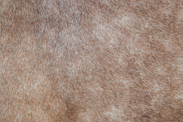 Brown horse fur texture closeup. Furry abstract backdrop, soft selective focus