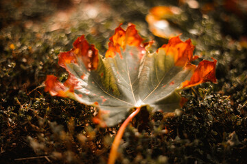 Autumn nature. Autumn leaves and stunning autumn colors.