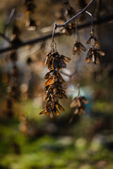 Autumn nature. Autumn leaves and stunning autumn colors.