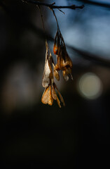 Autumn nature. Autumn leaves and stunning autumn colors.