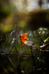 Autumn nature. Autumn leaves and stunning autumn colors.