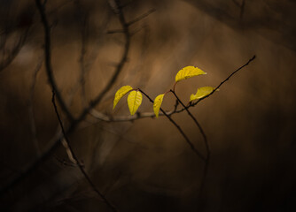Autumn nature. Autumn leaves and stunning autumn colors.