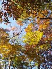 紅葉と青空