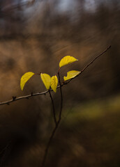 Autumn nature. Autumn leaves and stunning autumn colors.