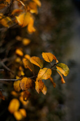 Autumn nature. Autumn leaves and stunning autumn colors.