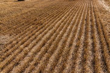 Stubble in the field after harvest. Cut stalks of cereals in the field. Slender rows of grain crops