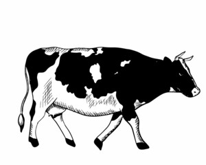 A domestic cow hand-drawn in the style of black and white graphics. Vector cow, animal with a black outline. Cow drawing for logo, packaging. Vector illustration