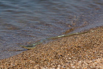 Natrix tessellata water snake on the beach
