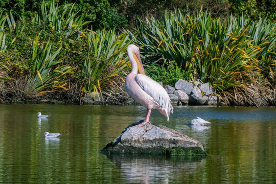 Great White Pelican  on the stone