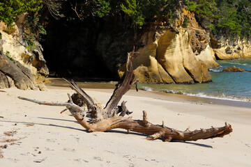 砂浜に打ち上げられた白い流木