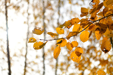  Birch branch in the autumn forest in October with a place for text