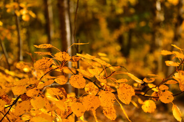 Birch branch in the autumn forest in October with a place for text