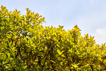 yellow leaves of the blue sky