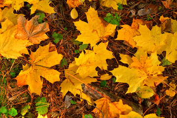 Background of yellow maple and birch leaves in foliage lying on the ground in October