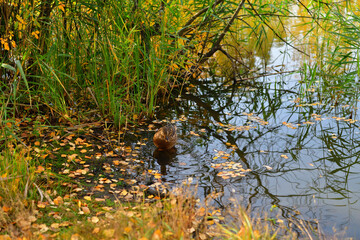 Duck in the reflection of reeds on the lake shore