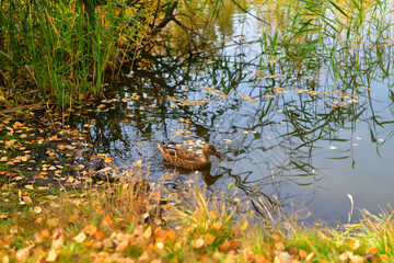 Duck in the reflection of reeds on the lake shore