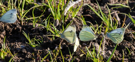 In hot summer day group of butterflies spends time by the river. cabbage butterfly, Pieris brassicae