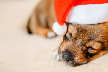 close-up portrait of a sleeping puppy wearing a santa hat