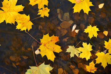 Yellow maple and birch leaves float in the autumn lake in October 