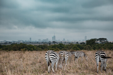 Zebras grazing Wildlife Animals Mammals In The Kenyan Landscape Of The Nairobi National Park Kenya...