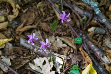 Fiori selvatici di montagna lungo il sentiero in autunno