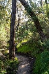 footpath in the woods