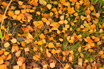 Background of yellow autumn birch foliage on green grass