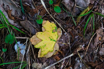 Foglia in autunno
