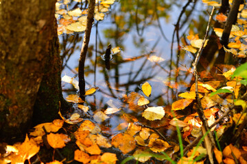 Autumn birch foliage among the bushes in the reflection on the lake water