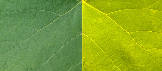 Abstract green, yellow grape leaf.