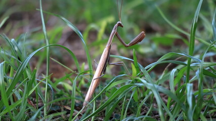 Mantide religiosa marrone