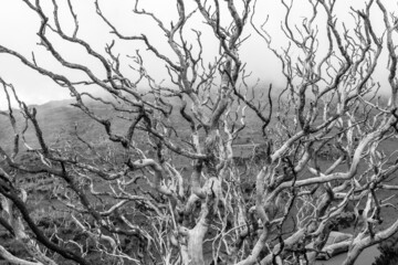 branches de bois sec