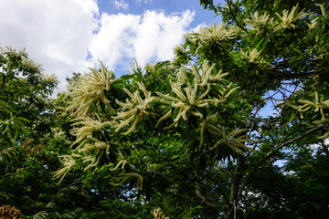 Monchique in mountains of Algarve, Portugal