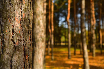 Pine trunk in focus with place for text